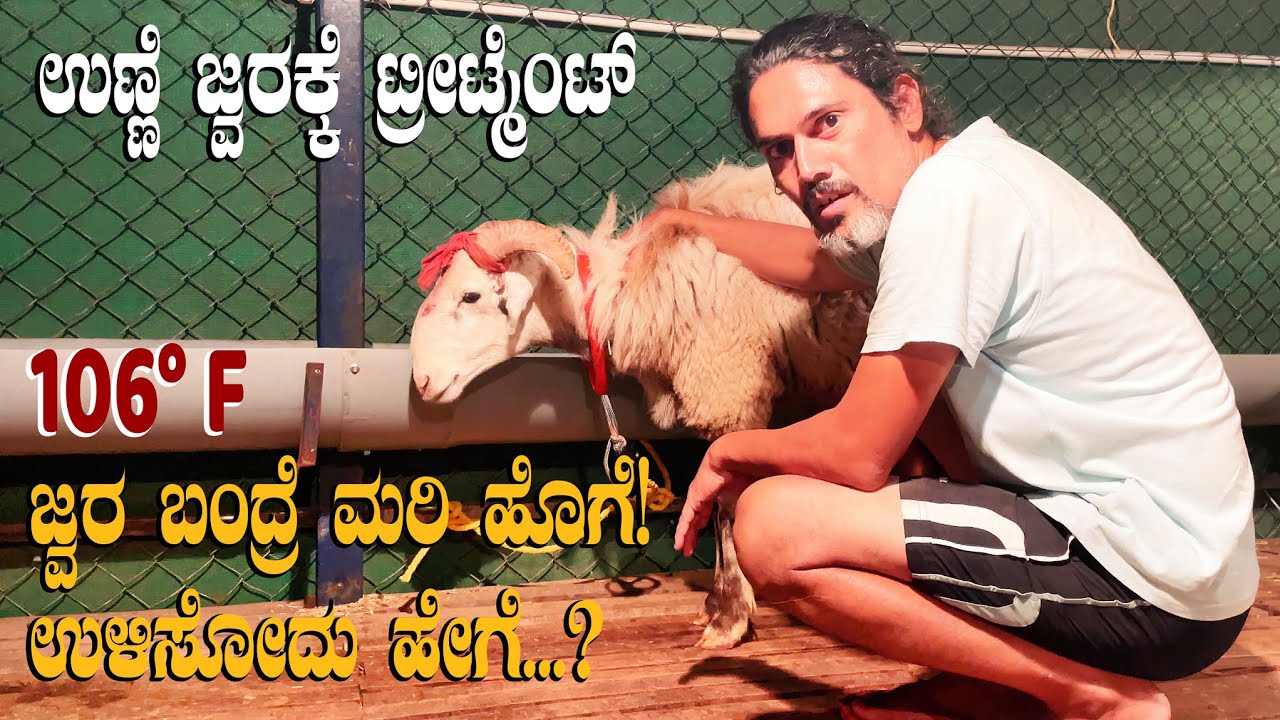 Tick Fever Treatment in Sheep and Goat | Babesiosis | Sheep Fever Treatment in Kannada