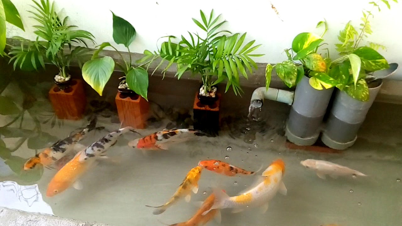 Hồ cá chép Koi đơn giãn ,dễ làm.