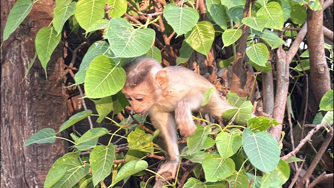 Heard that baby monkey Rina fell out of the tree broken hand? Is it true?