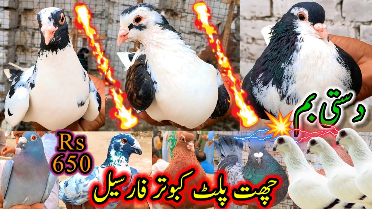 Manual Rooftop Pigeons For Sale | Quality stuff available reasonable rates | Kabootar 0304-6256868