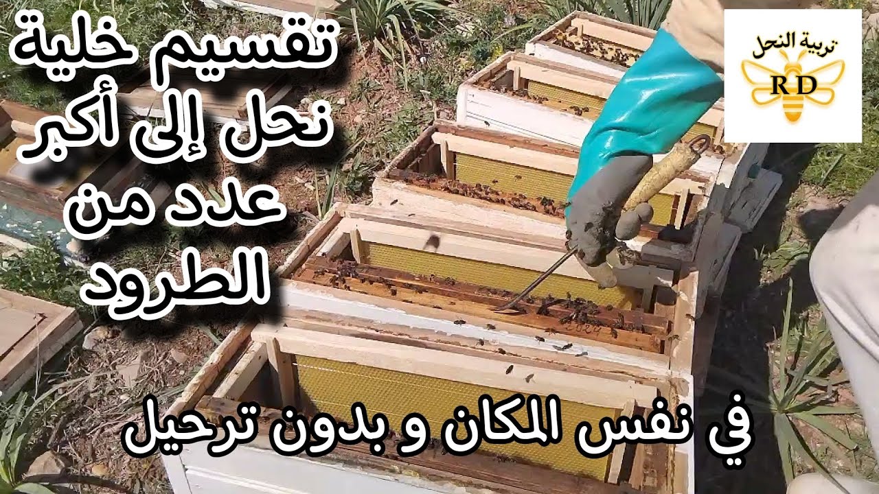 #احسن_طريقة لي #تقسيم #خلية_نحل إلى #اكبر_عدد من #الطرود في #نفس_المكان و #بدون_ترحيل (في #المنحل )🐝