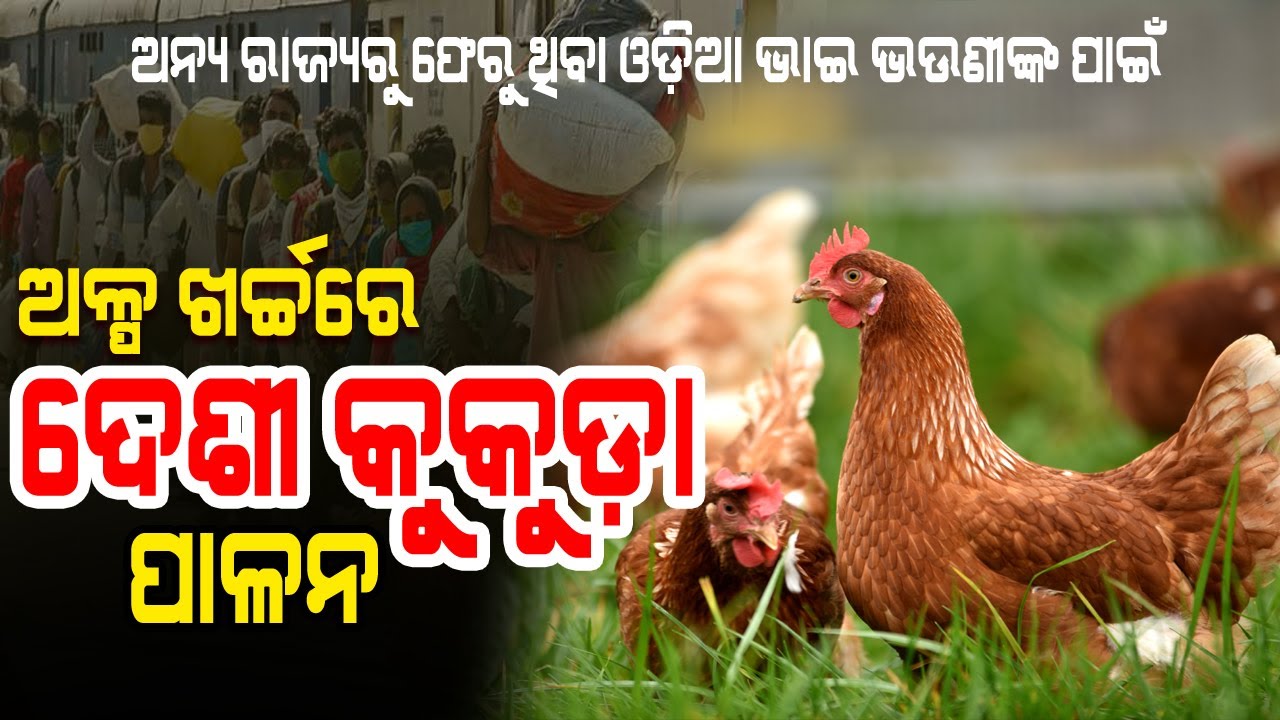 ଅଳ୍ପ ଖର୍ଚ୍ଚରେ ଦେଶୀ କୁକୁଡ଼ା ପାଳନ . Desi Murgi Farming in Odisha ( desi poultry farming ).
