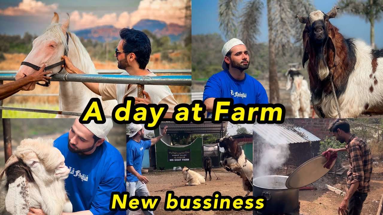A day at Farm house 😍 Goat farms in Mumbai | Goats for sale 2025
