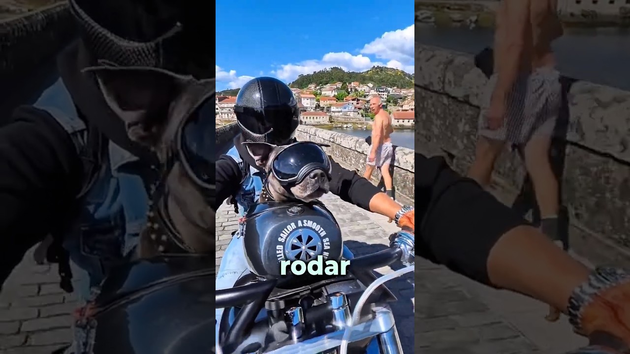 El perro motociclista m&aacute;s feliz del mundo