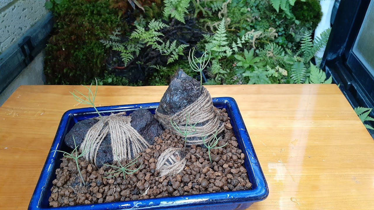 松の実生苗で石づき盆栽を作るに挑戦!!（part5 ）/Growing pine!!（Bonsai）