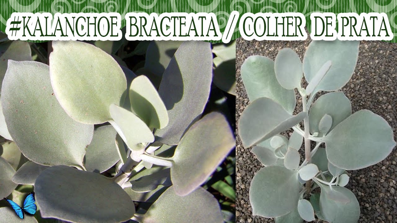 #Suculentadodia! | Kalanchoe Bracteata / Colher de prata