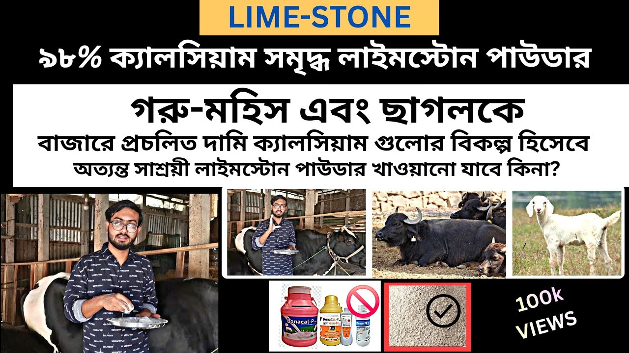 বেশি দামের ক্যালসিয়ামের বিকল্প- লাইমস্টোন পাউডারের কার্যকারিতা জানলে অবাক হবেন। গবাদি পশু পালন।