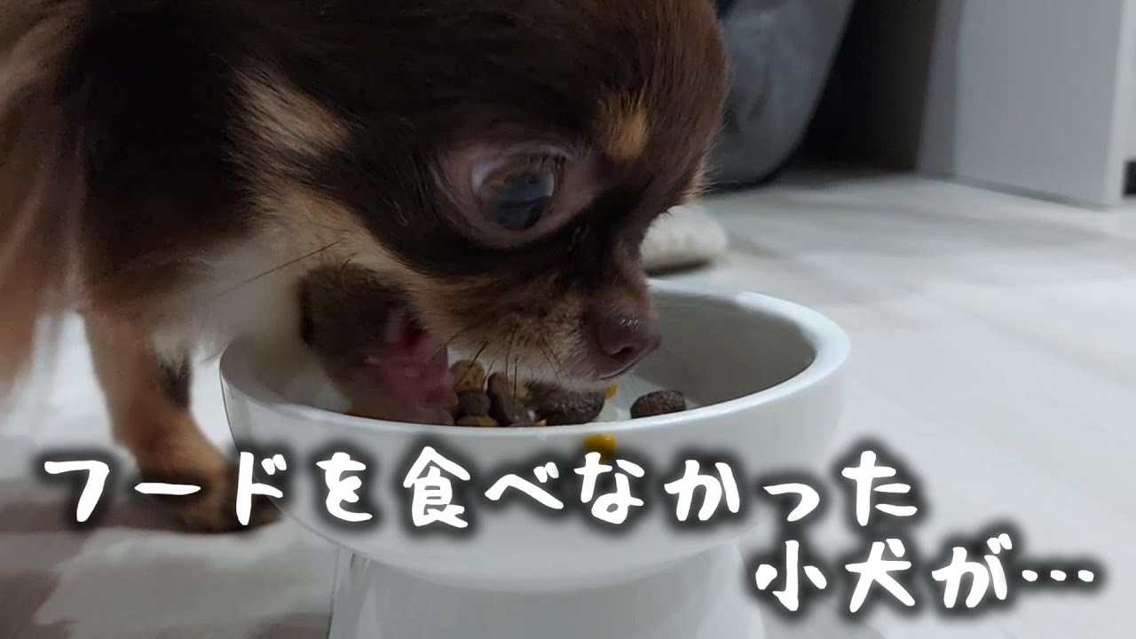【チワワご飯食べない】フードを食べなかったチワワがこれを混ぜたらあっという間にたいらげた