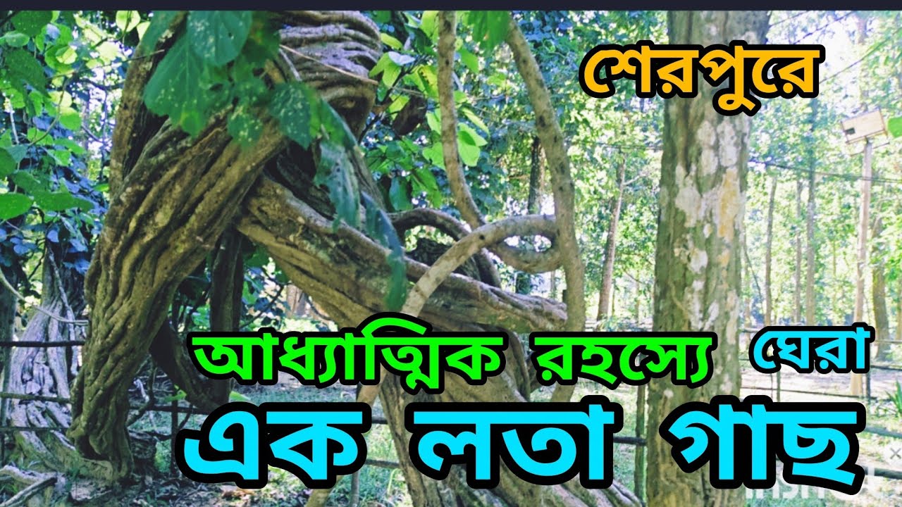 আধ্যাত্বিক রহস্যঘেরা মাজার কেন্দ্রিক এক লতা গাছের রহস্যের গল্প।