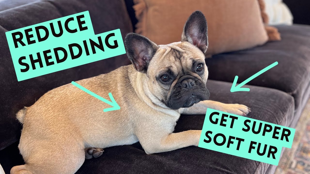 Mastering French Bulldog Grooming: Reduce Shedding Like a Pro!
