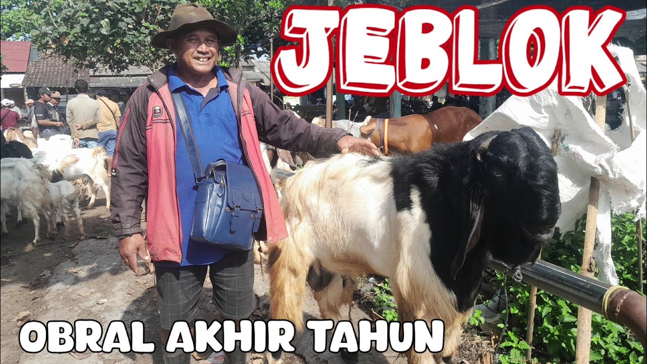 JEBLOK‼️HARGA KAMBING HARI INI DIPASAR GONDANG LEGI MALANG JATIM