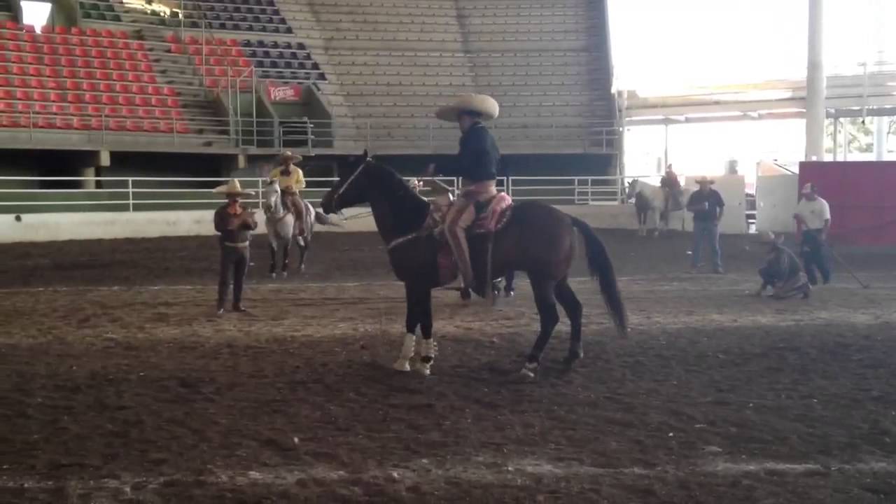 Caballo en venta