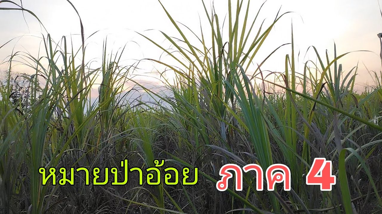 ลองอีกซักครั้งกับหมายนี้ เพราะมีเหยื่อ ปลา เหยื่อปู เหยื่อมันสับ
