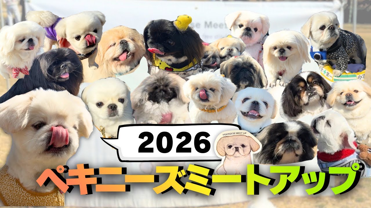 【神回】ペキニーズミートアップ2026に当日券で突撃！右も左もペキニーズだらけの天国で幸せすぎた…