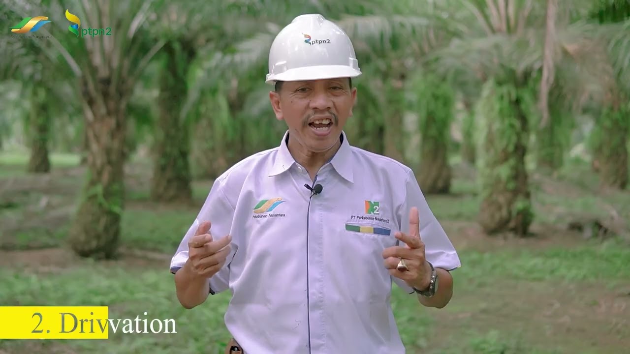 CEO INSIGHT MANAGER PTPN II KEBUN TANJUNG JATI
