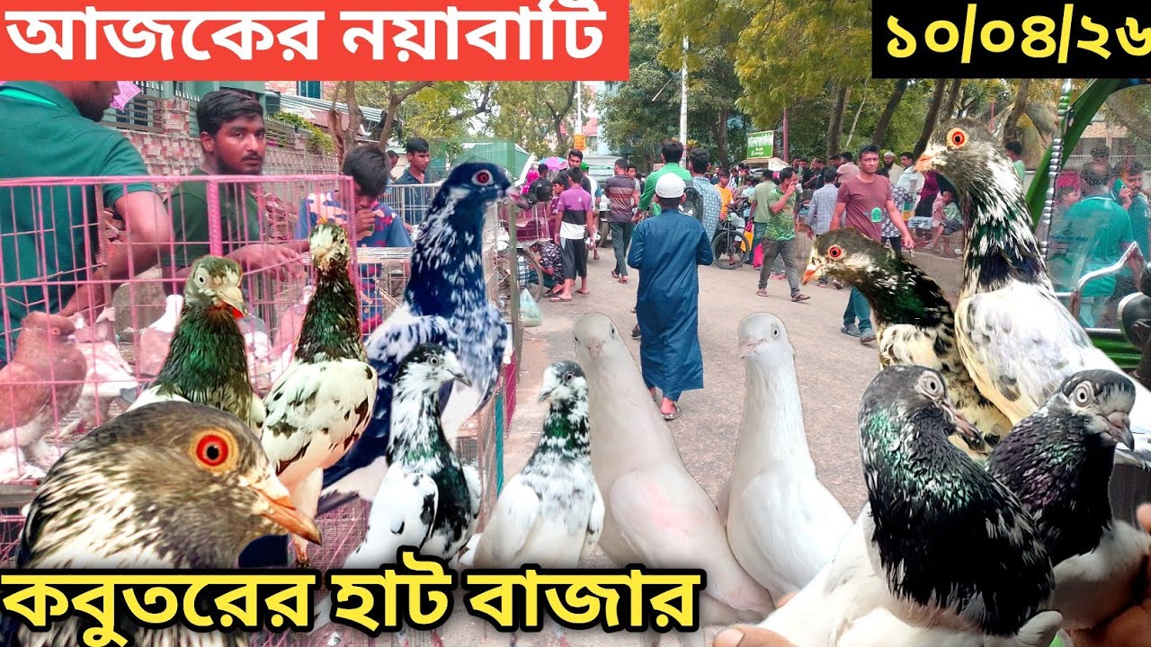 The largest pigeon market in khulna khalishpur noyabati (part 114) largest pigeon market in khuln...