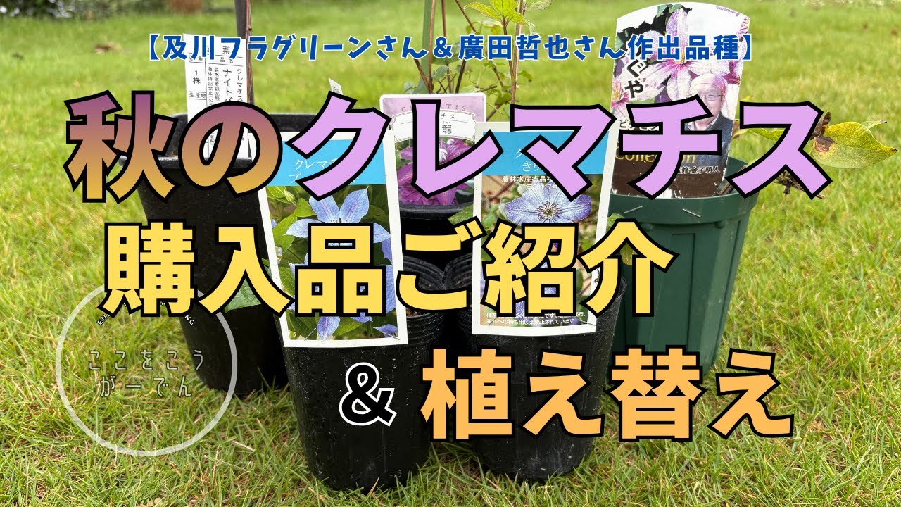 【クレマチス】秋の購入品ご紹介＆植え替え（及川フラグリーンさん＆廣田哲也さん作出品種）