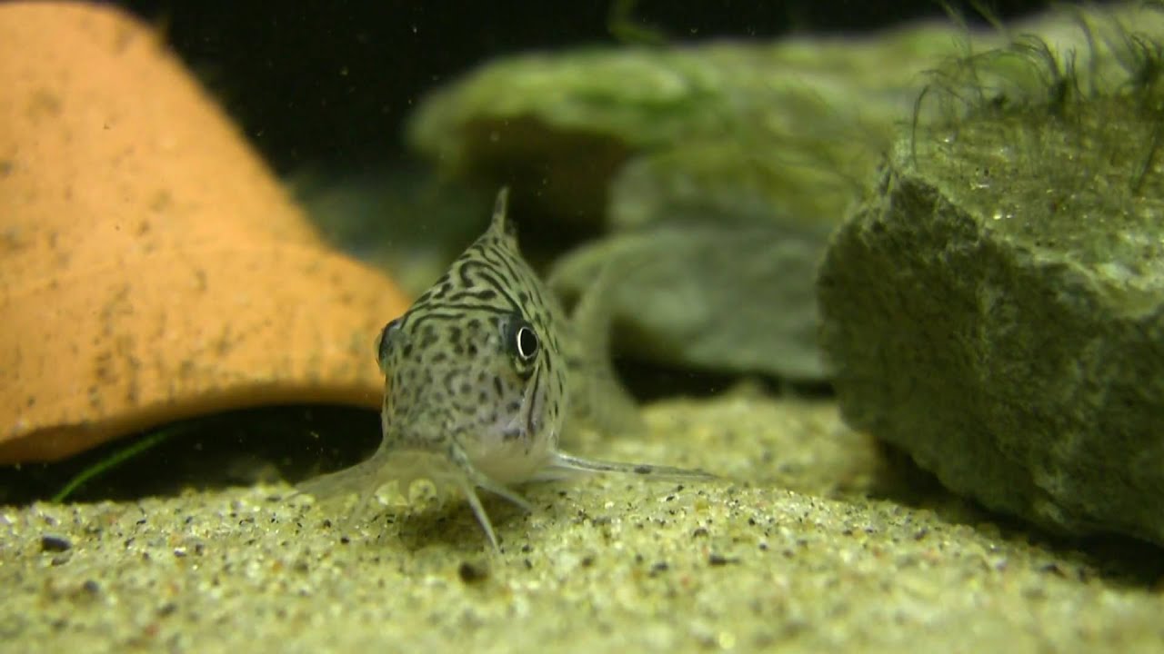 Corydoras Trilineatus - The leopard cory