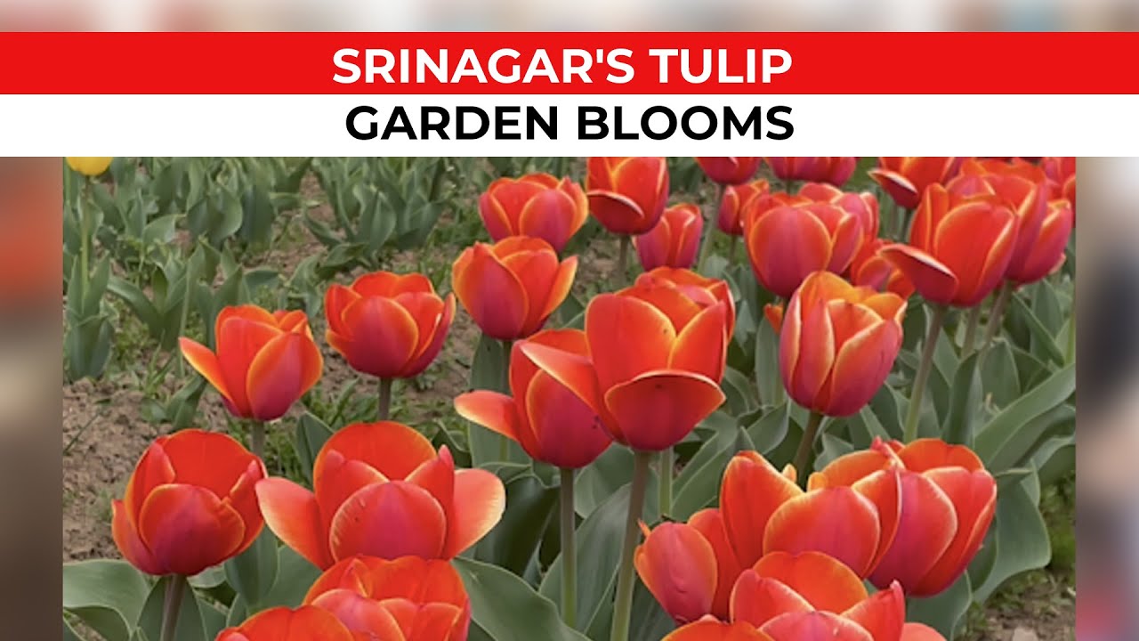 Jaw Dropping Display of Beauty in India's Tulip Garden