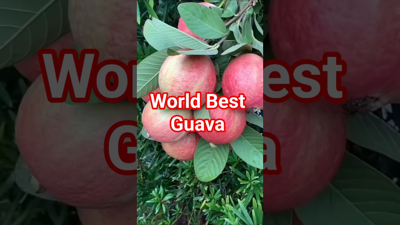 World&rsquo;s Best Guava | Top Guava Varieties | Sweetest & Juiciest Guavas in the World #worldbestguava