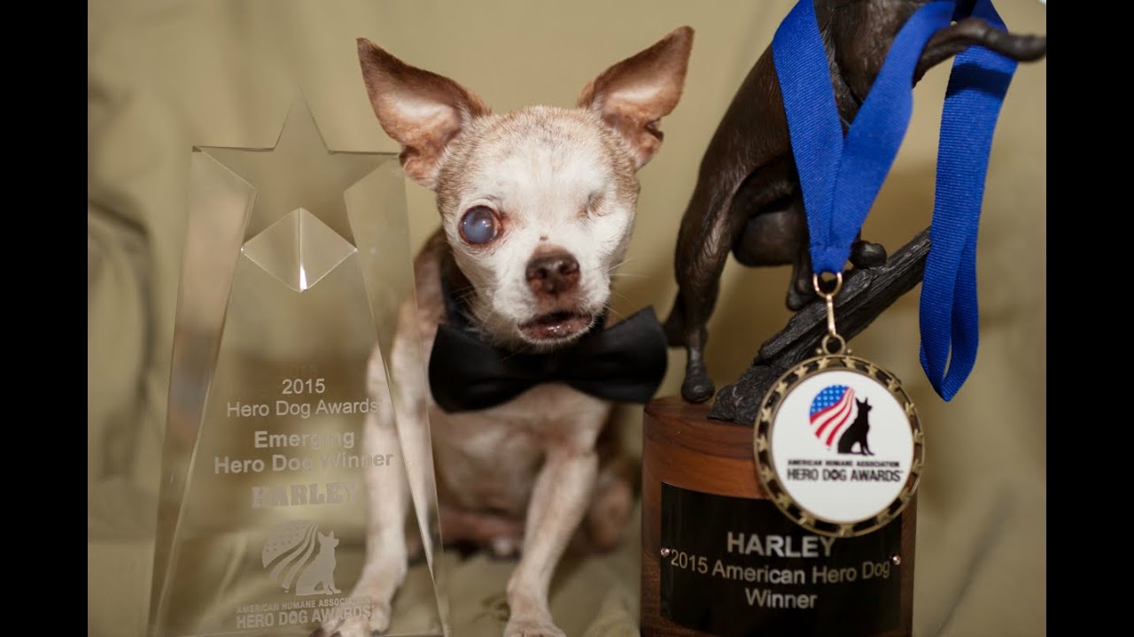 Harley  - Hero Dog Awards Tribute Video