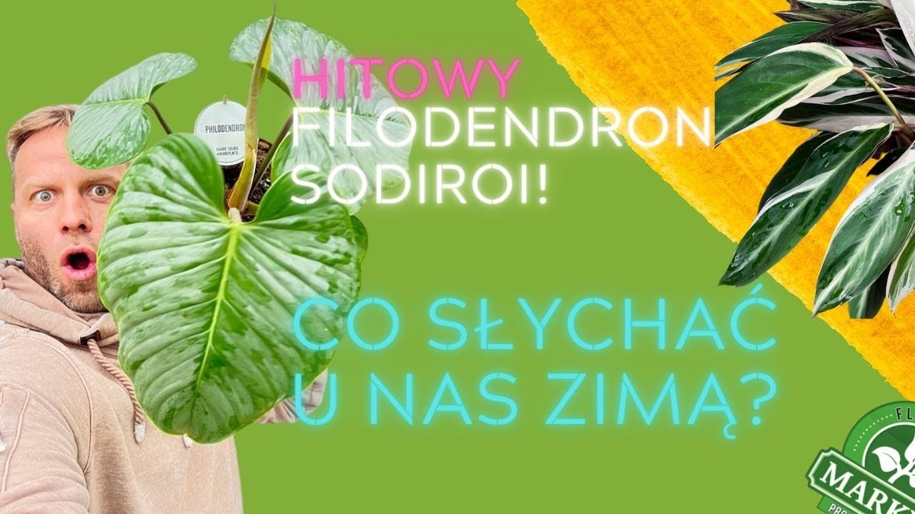 PHILODENDRON SODIROI I STROMANTHE TRIOSTAR🌿zielony festiwal roślin egzotycznych