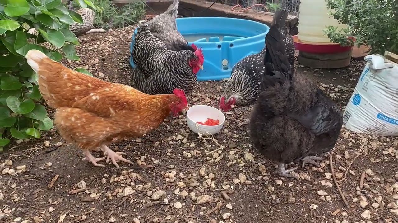 What Is Feather Picking? - Five Minute Chicken Tips!