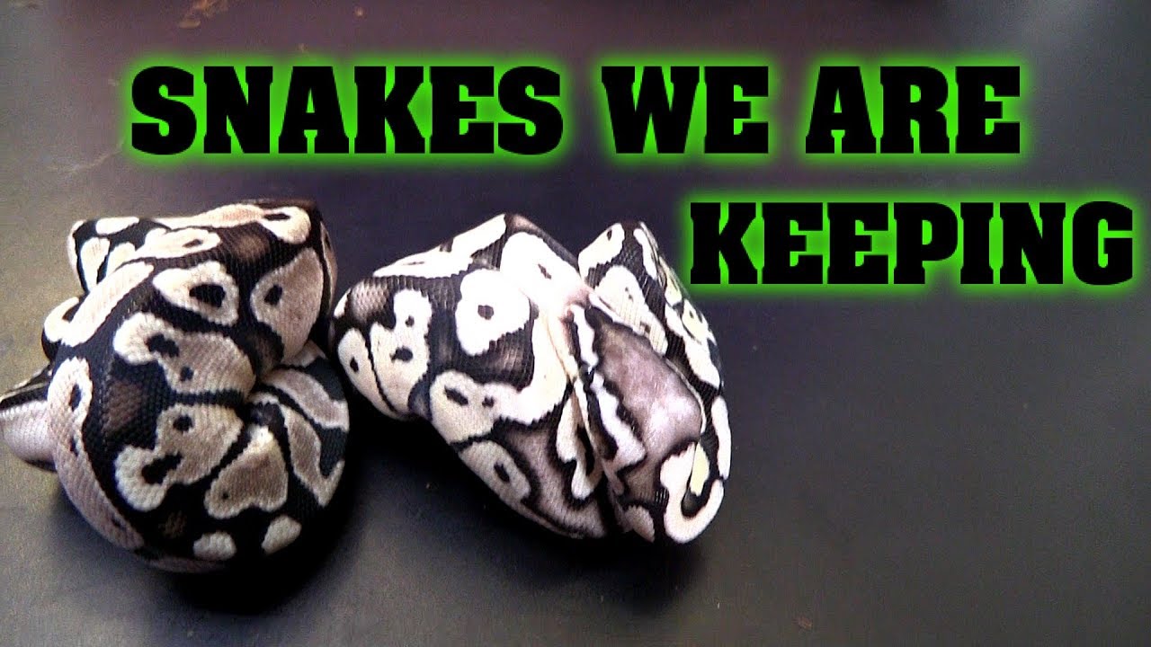 Holdback baby ball pythons, being our own best customer!