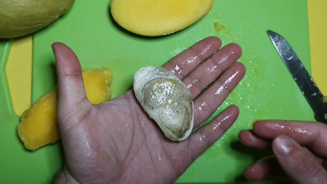 Mangonun dev tohumu nasıl çıkarılır?, Mango nasıl kesilir?