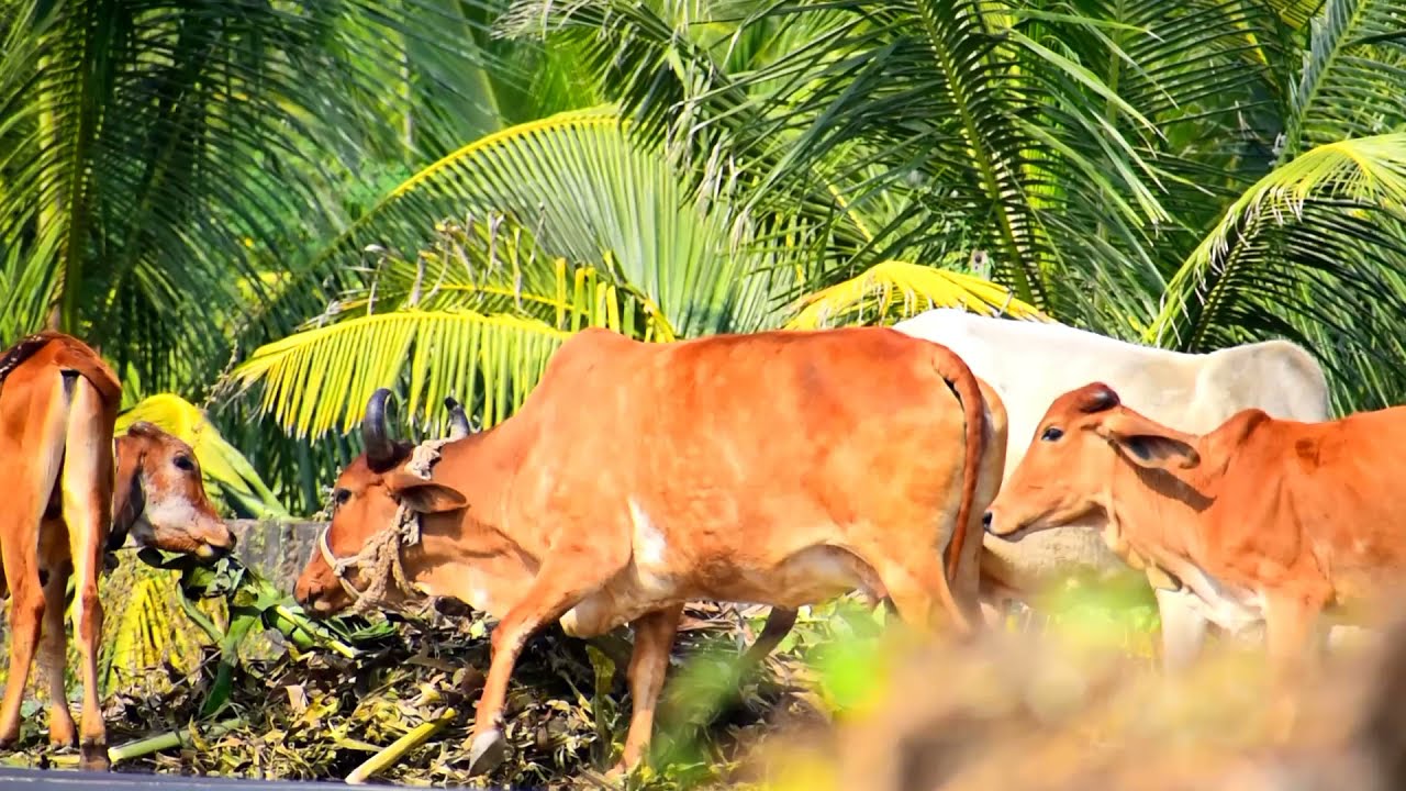 cow lovers status || gau premi || maa | #gaupremi #trendingvideo  #viralvideo @rjclicker3194