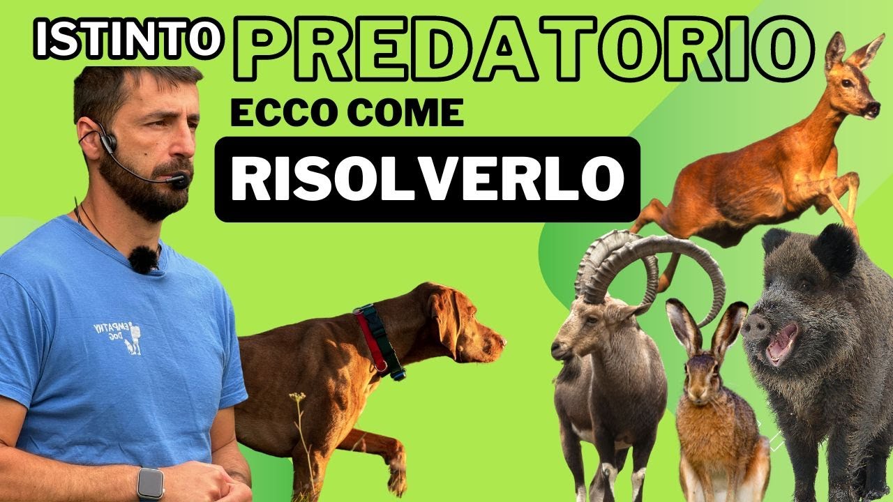 PREDATORIO: ecco come risolverlo.
