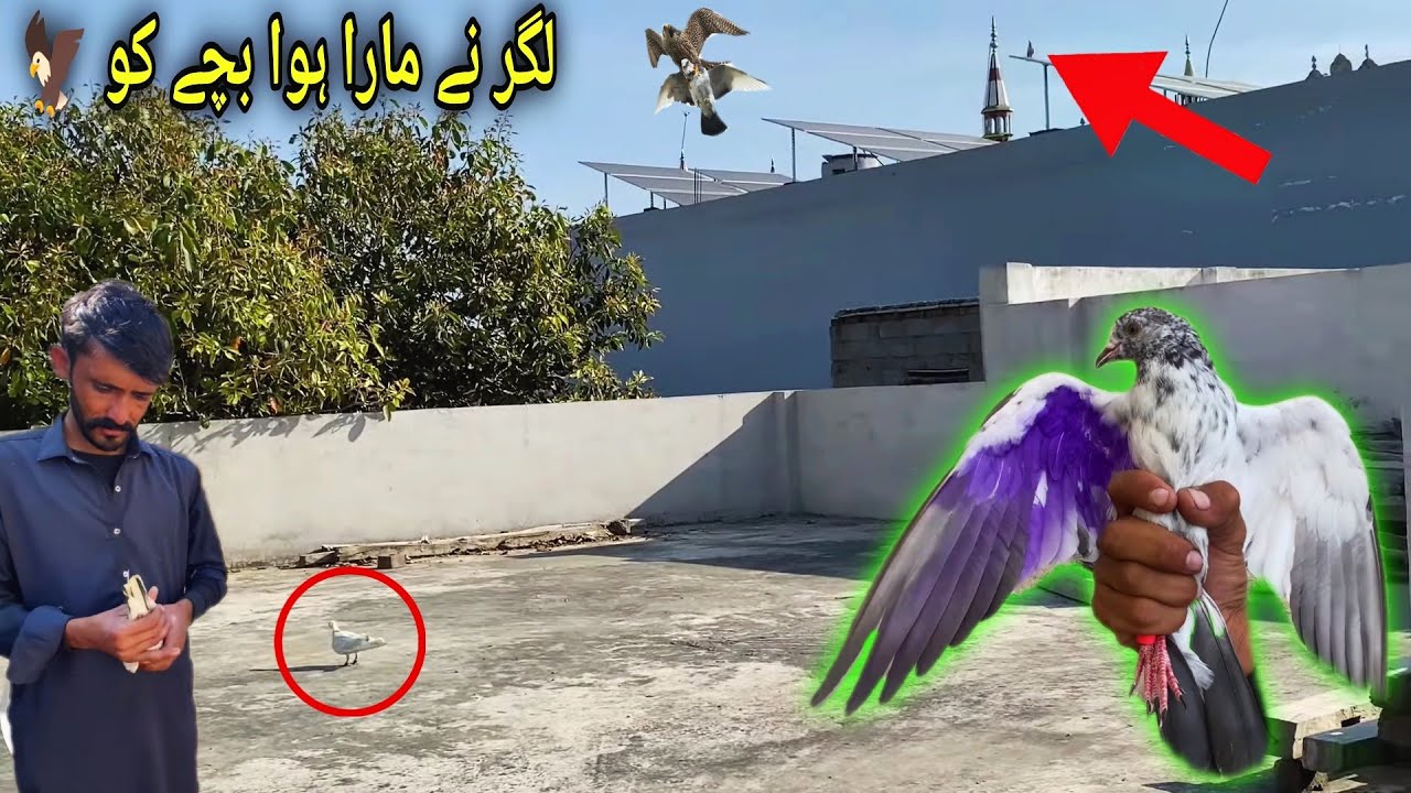 Kabutar He کبوتر ate Hmare Ilaky Me 🔥 لگر کا مارا ہوا بچہ پکڑا 🥵