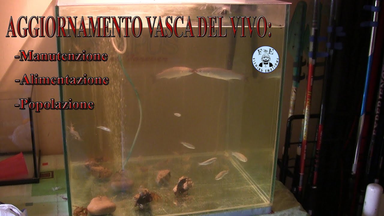 Aggiornamento vasca, gamberetti...cefali...granchi. Manutenzione -Alimentazione - Popolazione!!!