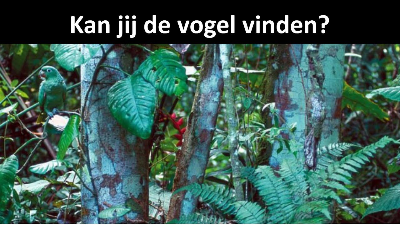 Niemand kan alle verborgen dieren vinden | Optische illusies | Hersenkrakers|