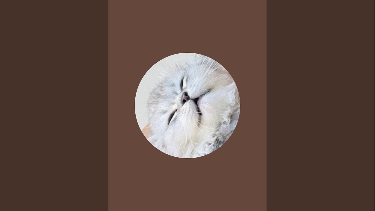 american cat with desi mom is live!