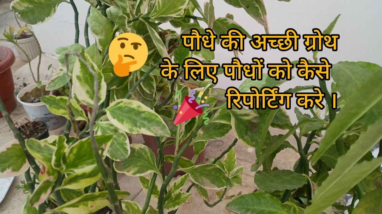 पौधे की अच्छी ग्रोथ के लिए पौधों को कैसे रिर्पोट करे।