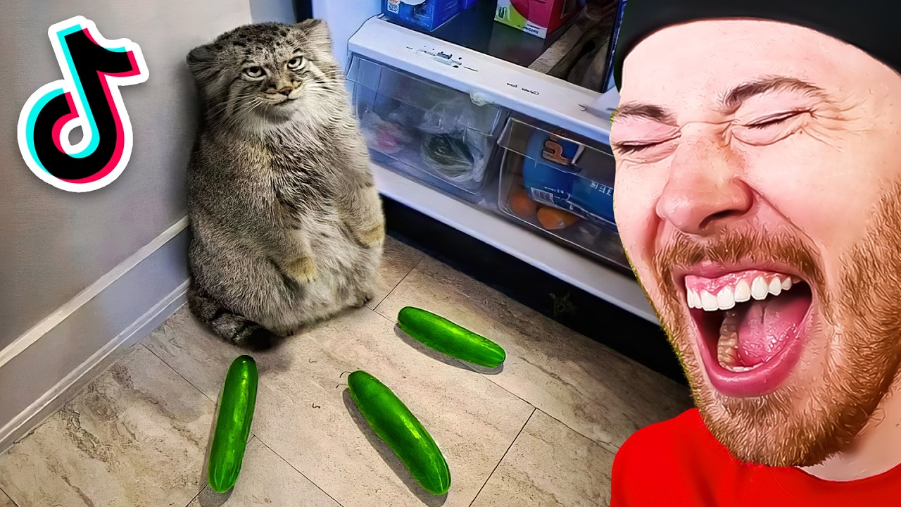 World's Funniest Cat Compilation!