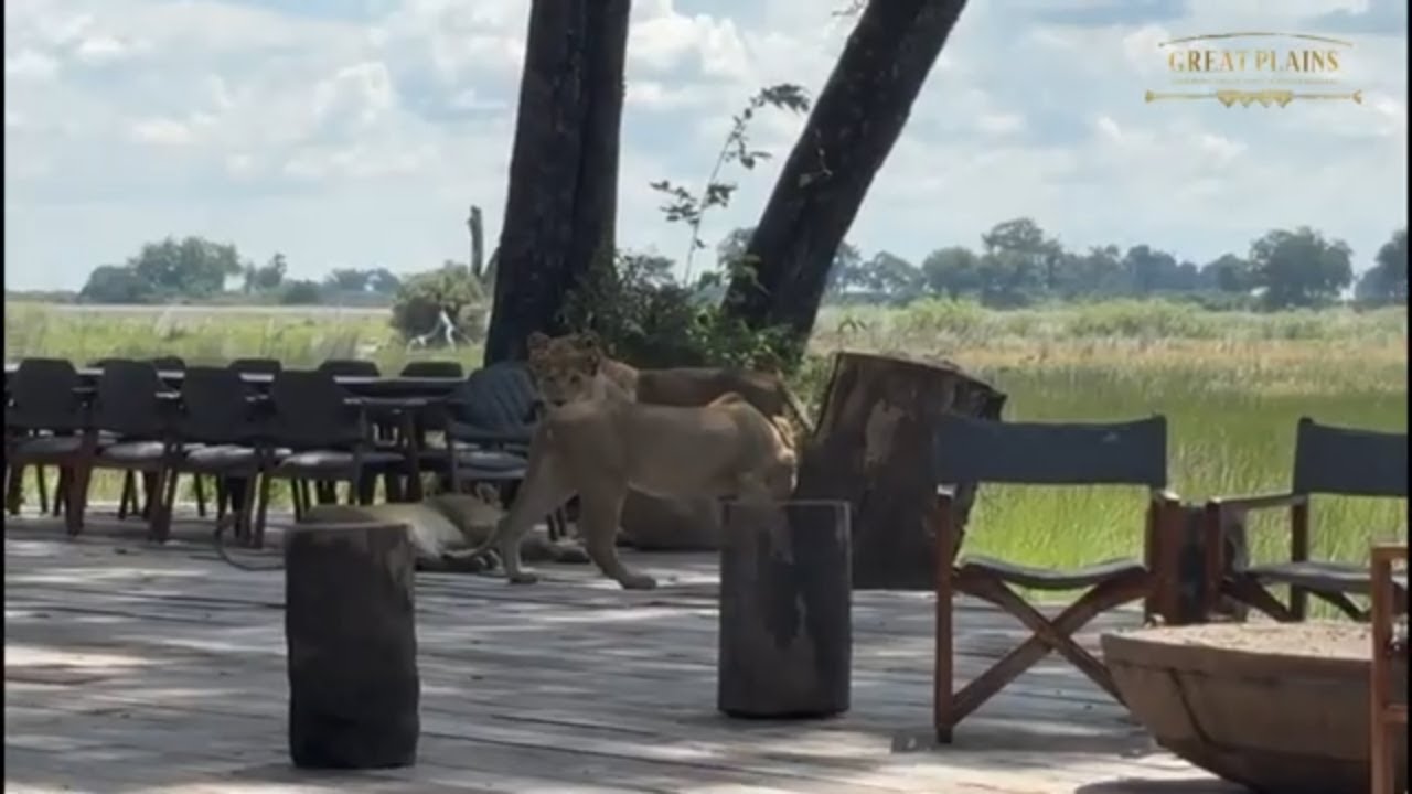Lions on the Deck | An Unforgettable Moment at Duba Plains Camp | Great Plains Conservation