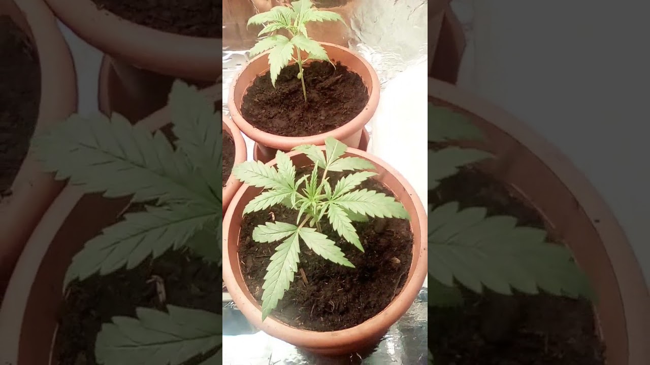Amnesia Haze indoor grow