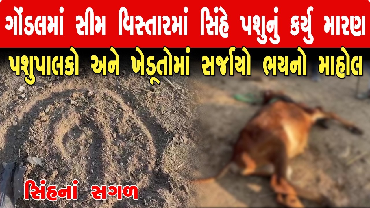 GONDAL સિમ વિસ્તારમાં સિંહે પશુનું મારણ કરતા ફફડાટ ll Satya Samarpan News