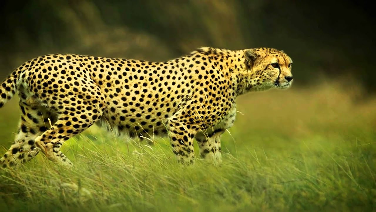 Wildlife photography - My best nature photos