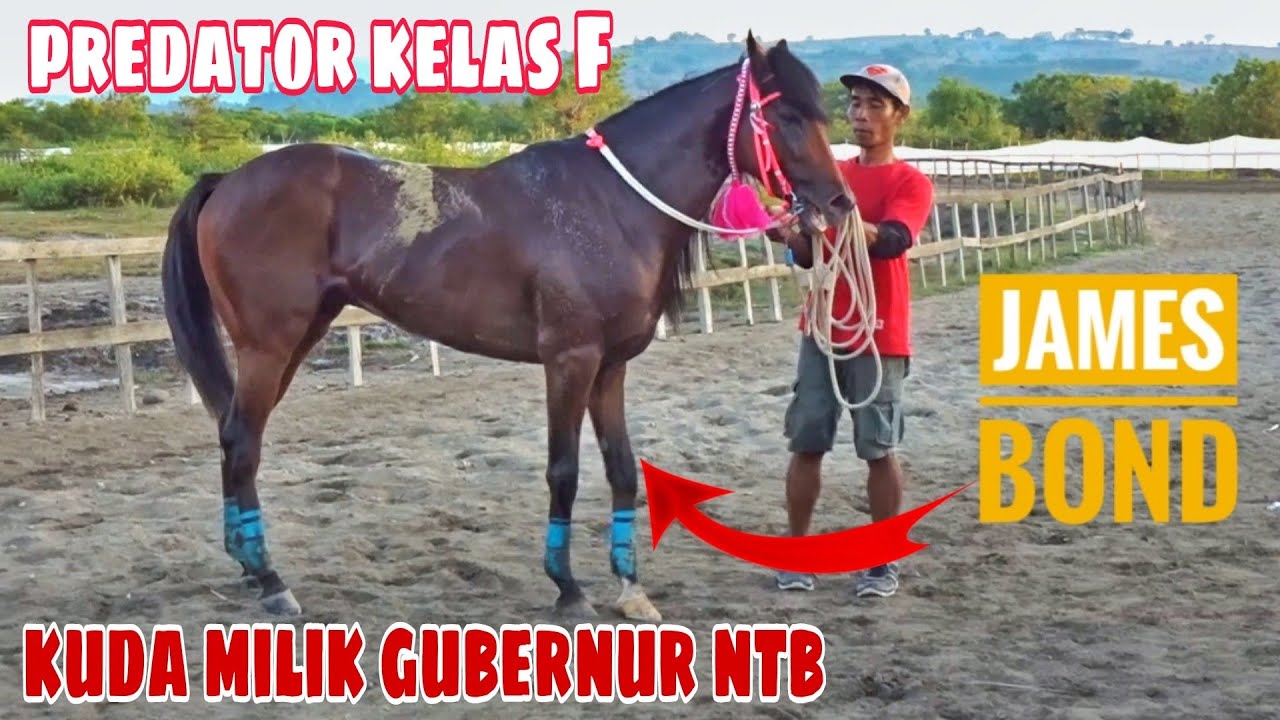 Semifinal mendebarkan Kelas Dewasa CDEF || Jagoan baru bermunculan 