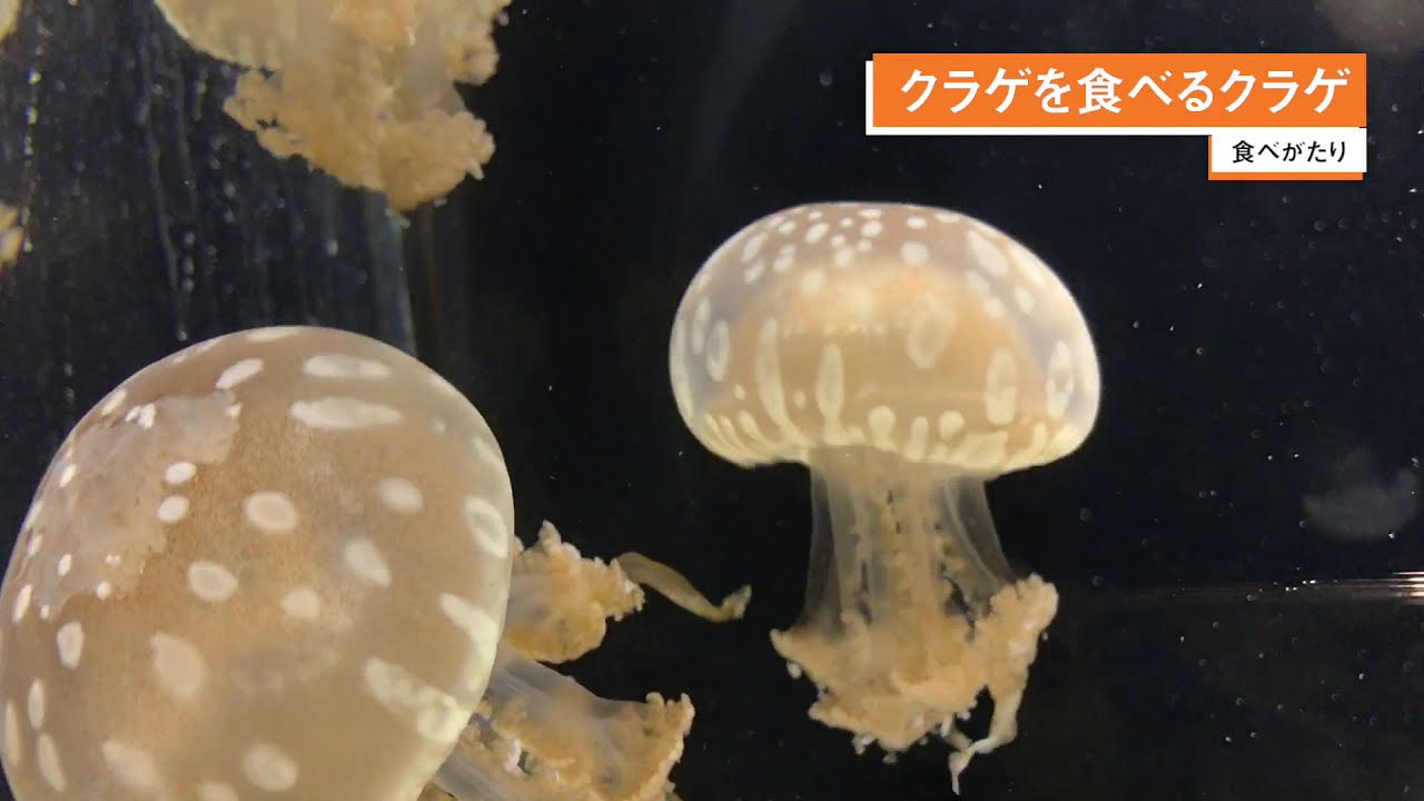 食べがたり「クラゲを食べるクラゲ」