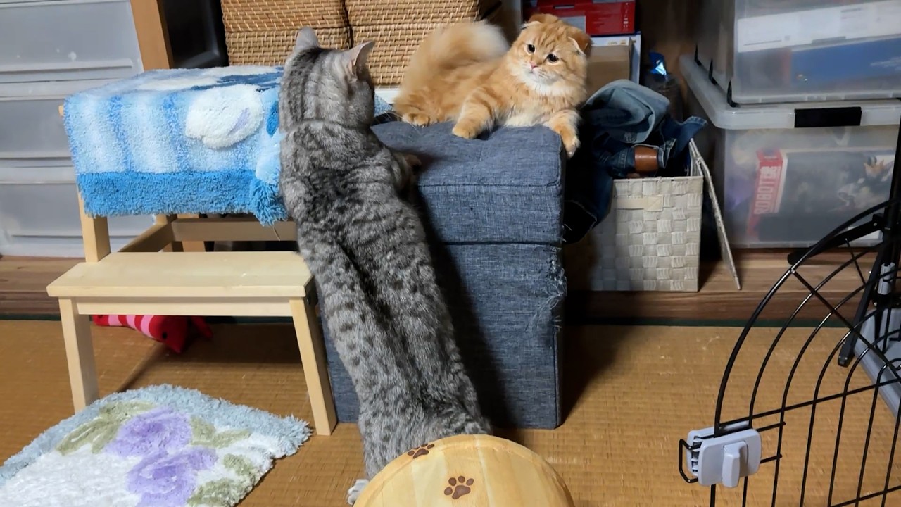 短足マンチカンは静かにしないッ！！