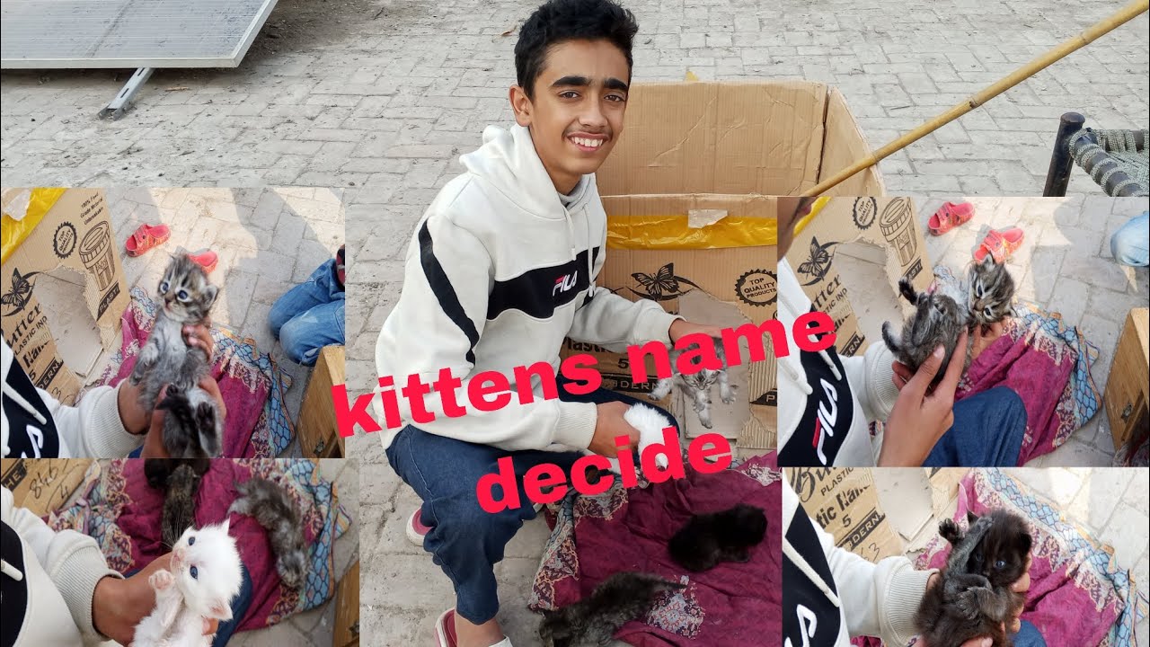 Kittens ka name decide kr Liya 😍