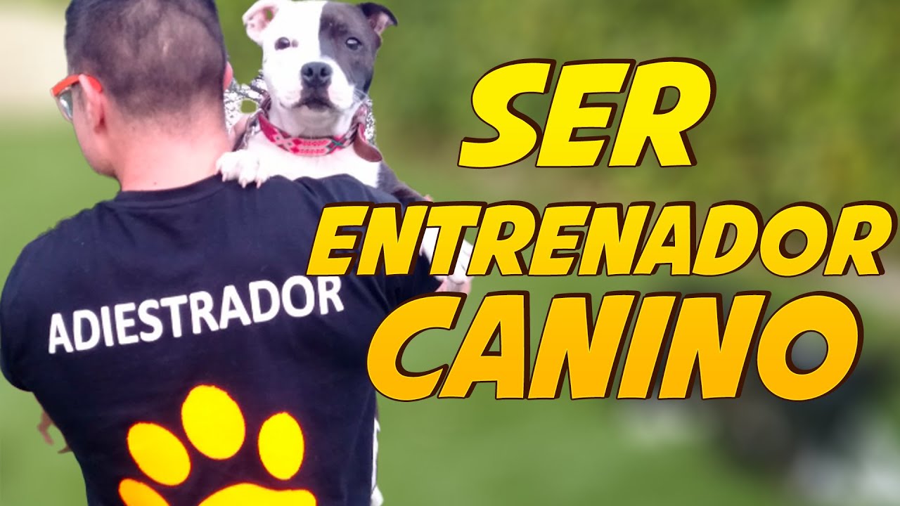 Ser Adiestrador Canino 🐶| Ventajas e Inconvenientes 🤔