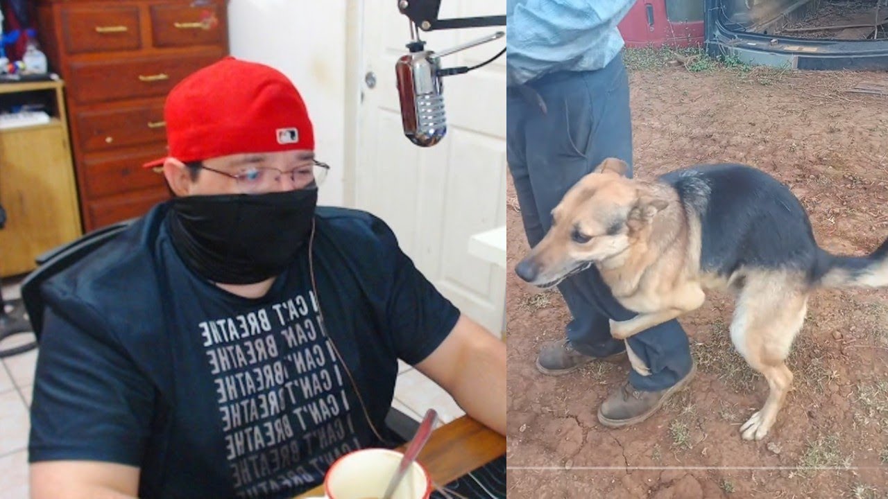 El perro Guardián cumpliendo con su deber | Clipsillos Graciosillos #92