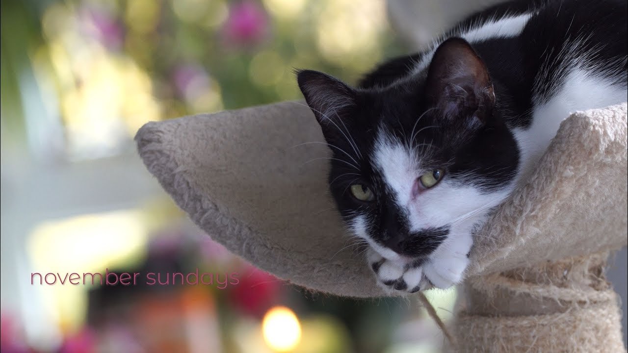 november sundays
