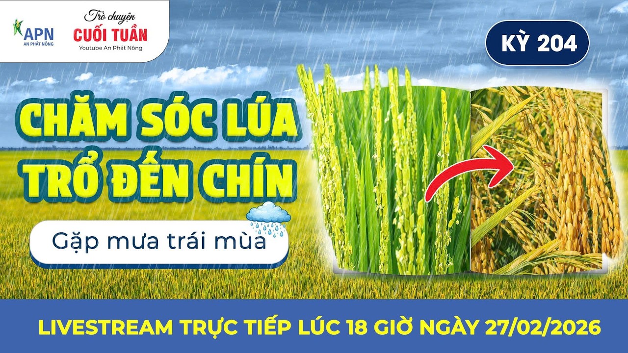 APN - CHĂM SÓC LÚA TRỔ ĐẾN CHÍN GẶP MƯA TRÁI MÙA | TRÒ CHUYỆN CUỐI TUẦN KỲ 204