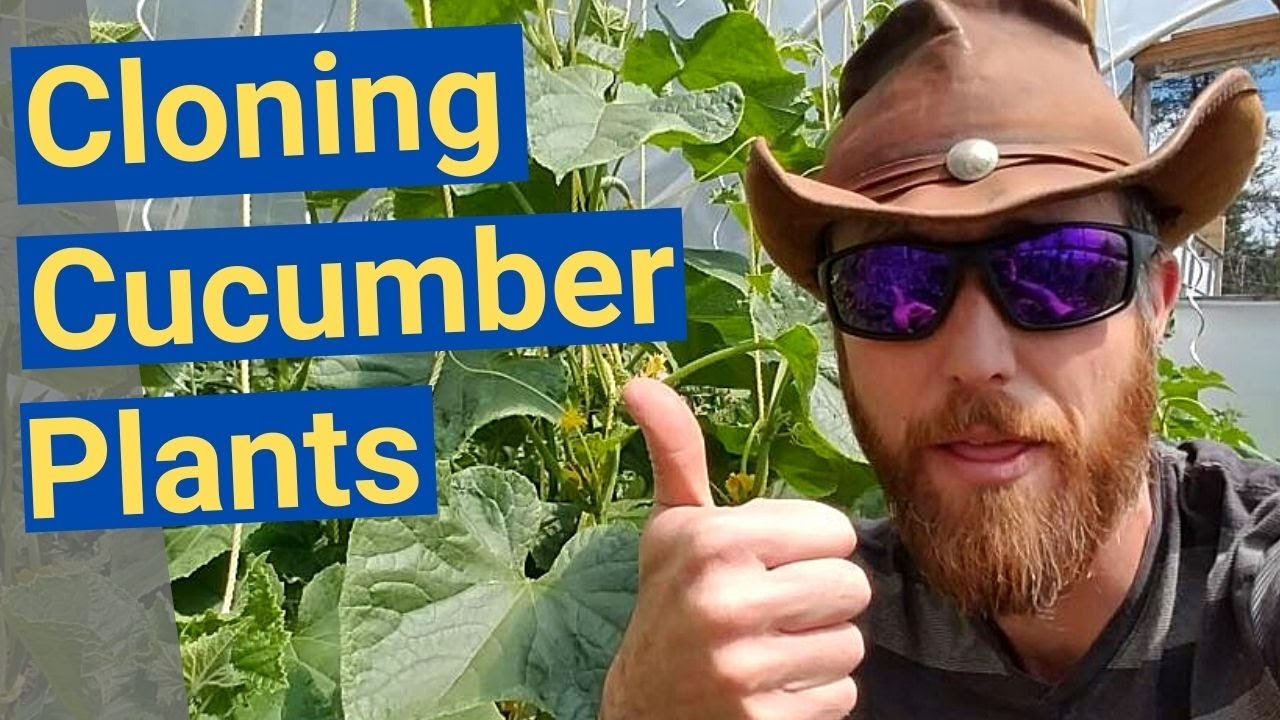 Cloning Cucumber Plants.  Easy Free way to Increase your Cucumber Plants? Save Money on Seeds?